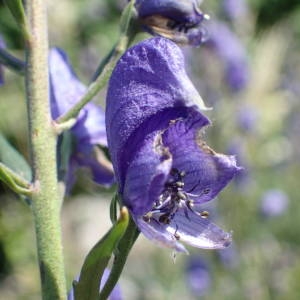 Photographie n°2323161 du taxon Aconitum napellus subsp. vulgare (DC.) Rouy & Foucaud [1893]