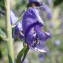  Sylvain Piry - Aconitum napellus subsp. vulgare (DC.) Rouy & Foucaud [1893]