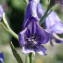  Sylvain Piry - Aconitum napellus subsp. vulgare (DC.) Rouy & Foucaud [1893]