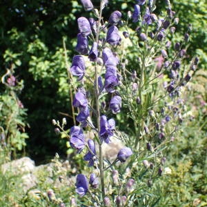 Photographie n°2323166 du taxon Aconitum napellus subsp. vulgare (DC.) Rouy & Foucaud [1893]