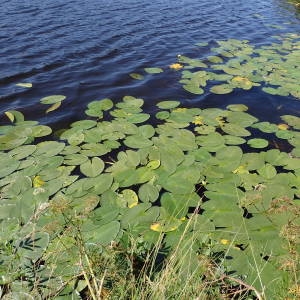 Photographie n°2323194 du taxon Nuphar pumila (Timm) DC. [1821]