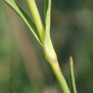 Photographie n°2323235 du taxon Dianthus seguieri subsp. pseudocollinus (P.Fourn.) Jauzein [2010]