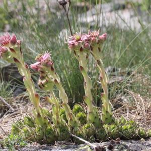 Photographie n°2323243 du taxon Sempervivum montanum L.