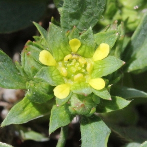 Photographie n°2323285 du taxon Sibbaldia procumbens L.