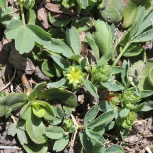 Photographie n°2323292 du taxon Sibbaldia procumbens L.