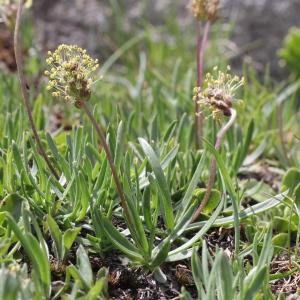 Photographie n°2323294 du taxon Plantago alpina L. [1753]