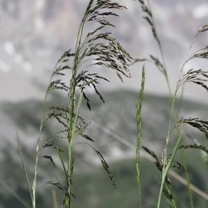 Photographie n°2323306 du taxon Deschampsia cespitosa (L.) P.Beauv.