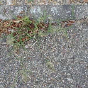  - Eragrostis N.M. Wolf [1776]