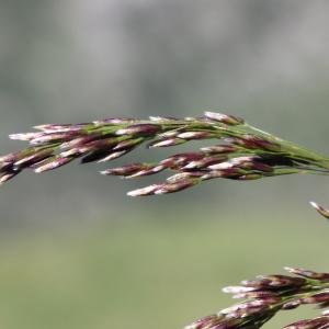 Photographie n°2323313 du taxon Deschampsia cespitosa (L.) P.Beauv.