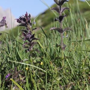 Photographie n°2323315 du taxon Bartsia alpina L.