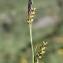  Marie  Portas - Carex panicea L.