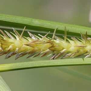Photographie n°2323319 du taxon Carex vesicaria L.