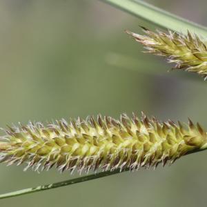 Photographie n°2323320 du taxon Carex vesicaria L.