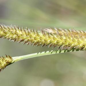 Photographie n°2323321 du taxon Carex vesicaria L.