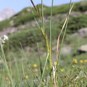 Photographie n°2323322 du taxon Carex vesicaria L.