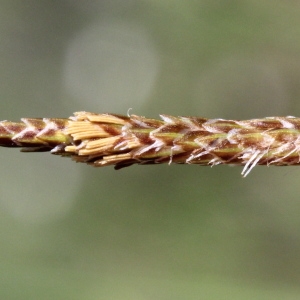 Photographie n°2323323 du taxon Carex vesicaria L.
