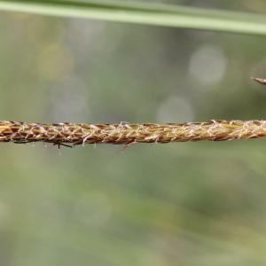 Photographie n°2323324 du taxon Carex vesicaria L.