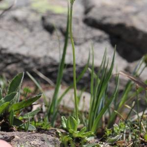 Photographie n°2323330 du taxon Primula farinosa L.