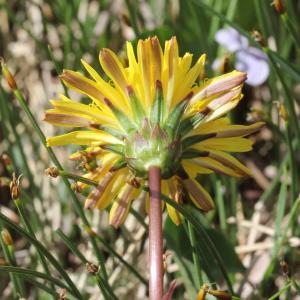 Photographie n°2323333 du taxon Taraxacum palustre (Lyons) Symons