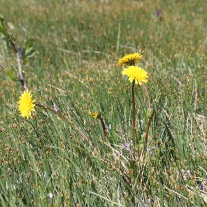 Photographie n°2323334 du taxon Taraxacum palustre (Lyons) Symons