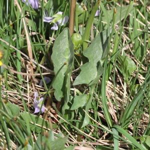 Photographie n°2323335 du taxon Taraxacum palustre (Lyons) Symons