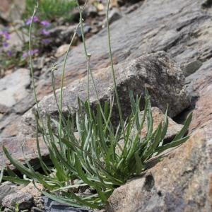 Photographie n°2323370 du taxon Tolpis staticifolia (All.) Sch.Bip. [1861]