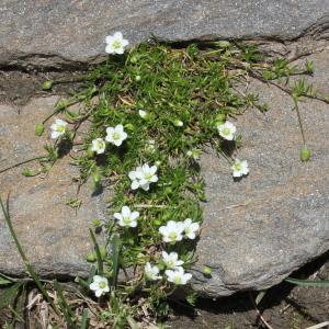 Photographie n°2323371 du taxon Sagina glabra (Willd.) Fenzl [1833]