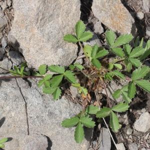 Photographie n°2323378 du taxon Potentilla grandiflora L. [1753]