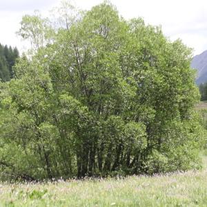 Photographie n°2323382 du taxon Salix pentandra L. [1753]