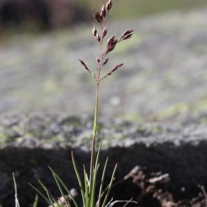 Photographie n°2323399 du taxon Deschampsia flexuosa (L.) Trin. [1836]