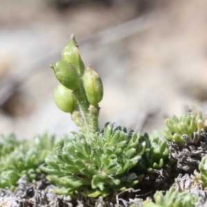 Photographie n°2323403 du taxon Petrocallis pyrenaica (L.) R.Br.