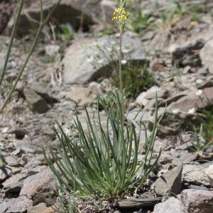 Photographie n°2323410 du taxon Plantago alpina L. [1753]