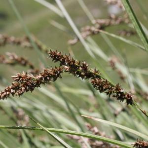 Photographie n°2323464 du taxon Carex paniculata L.