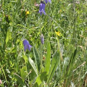 Photographie n°2323468 du taxon Campanula barbata L.