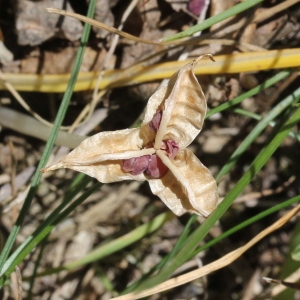 Photographie n°2323473 du taxon Crocus vernus (L.) Hill