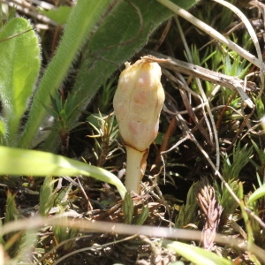 Photographie n°2323474 du taxon Crocus vernus (L.) Hill