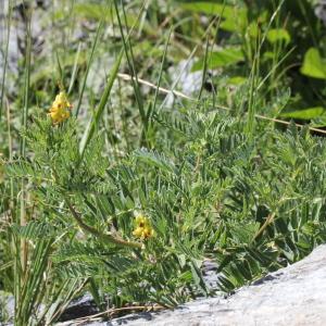 Photographie n°2323475 du taxon Astragalus penduliflorus Lam.