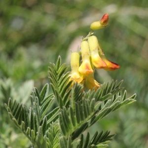 Photographie n°2323476 du taxon Astragalus penduliflorus Lam.