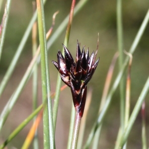 Photographie n°2323495 du taxon Juncus jacquinii L. [1767]