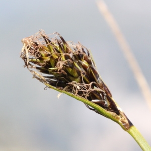 Photographie n°2323501 du taxon Carex curvula All.