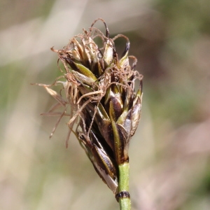 Photographie n°2323503 du taxon Carex curvula All.