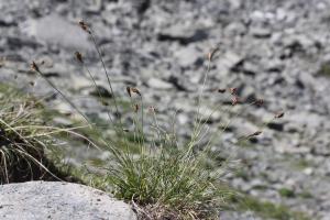 Marie  Portas, le 17 juillet 2019 (Champagny-en-Vanoise)