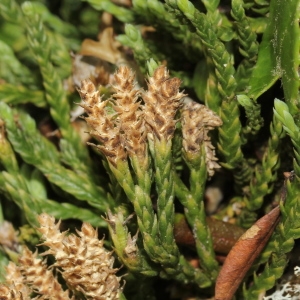 Photographie n°2323530 du taxon Diphasiastrum alpinum (L.) Holub