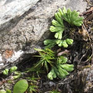 Photographie n°2323536 du taxon Diphasiastrum alpinum (L.) Holub