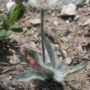 Photographie n°2323545 du taxon Hieracium piliferum Hoppe