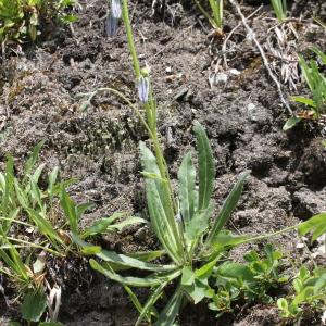 Photographie n°2323546 du taxon Campanula barbata L.