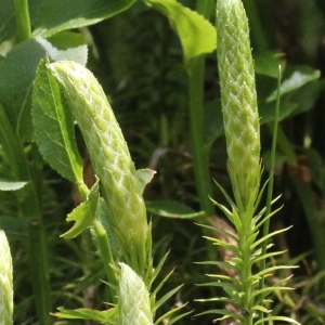 Photographie n°2323555 du taxon Lycopodium annotinum L.