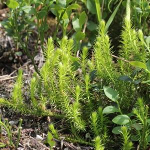 Photographie n°2323557 du taxon Lycopodium annotinum L.