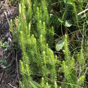 Photographie n°2323559 du taxon Lycopodium annotinum L.