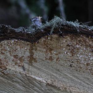 Photographie n°2323562 du taxon Picea abies (L.) H.Karst.
